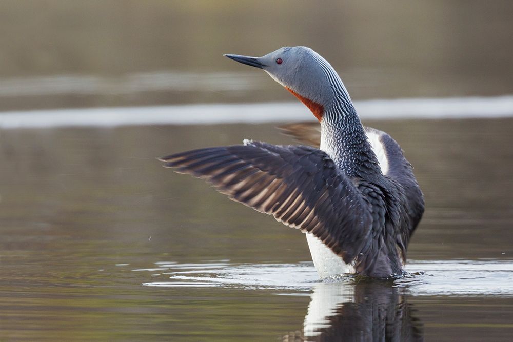 Red-throated Loon Drying Wings art print by Ken Archer for $57.95 CAD