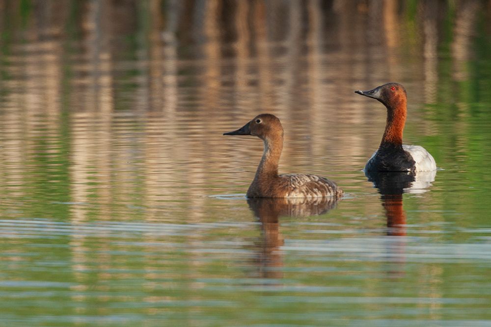Canvasback pair art print by Ken Archer for $57.95 CAD