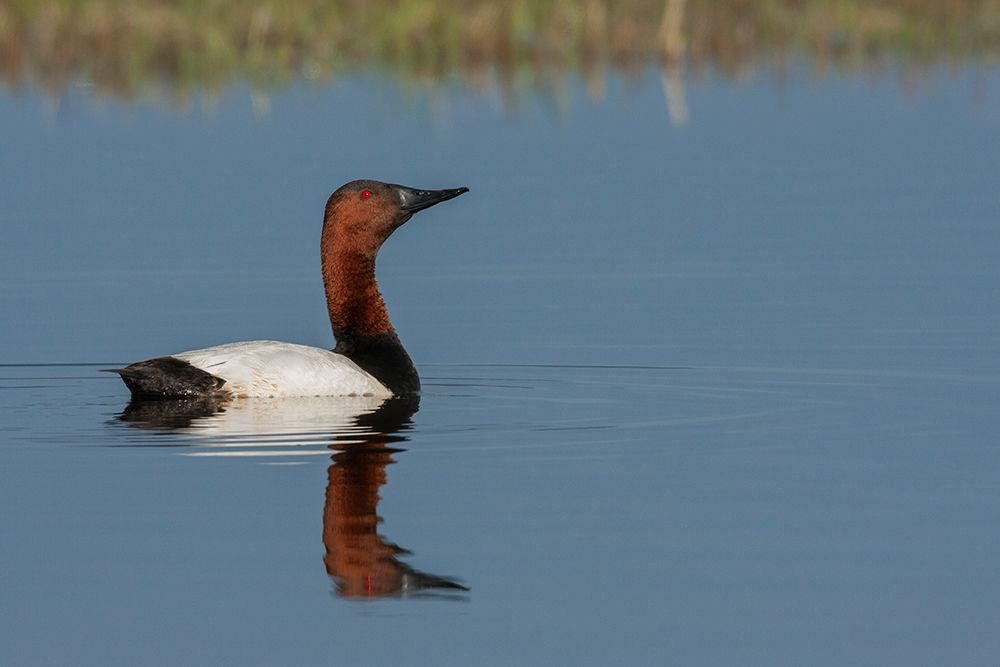 Canvasback drake art print by Ken Archer for $57.95 CAD