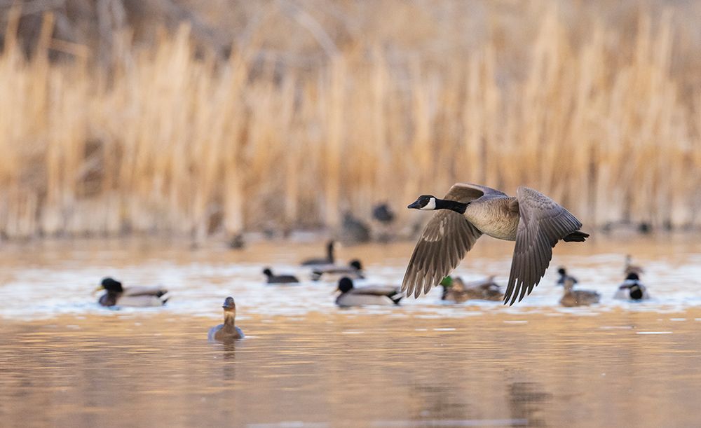 Canada goose taking flight art print by Ken Archer for $57.95 CAD