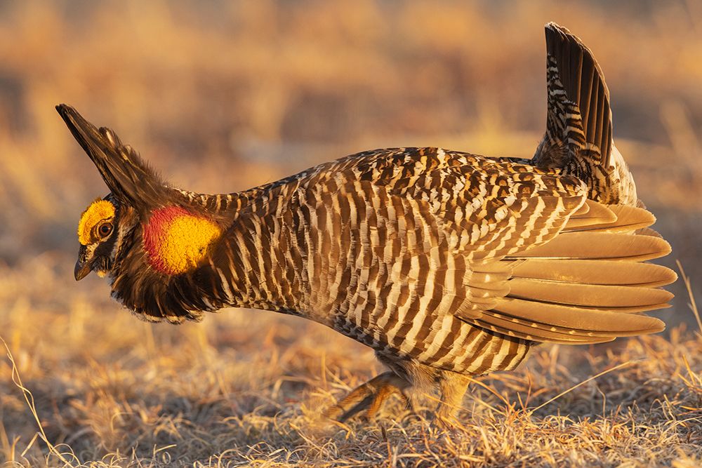 Greater prairie chickens-courtship display art print by Ken Archer for $57.95 CAD