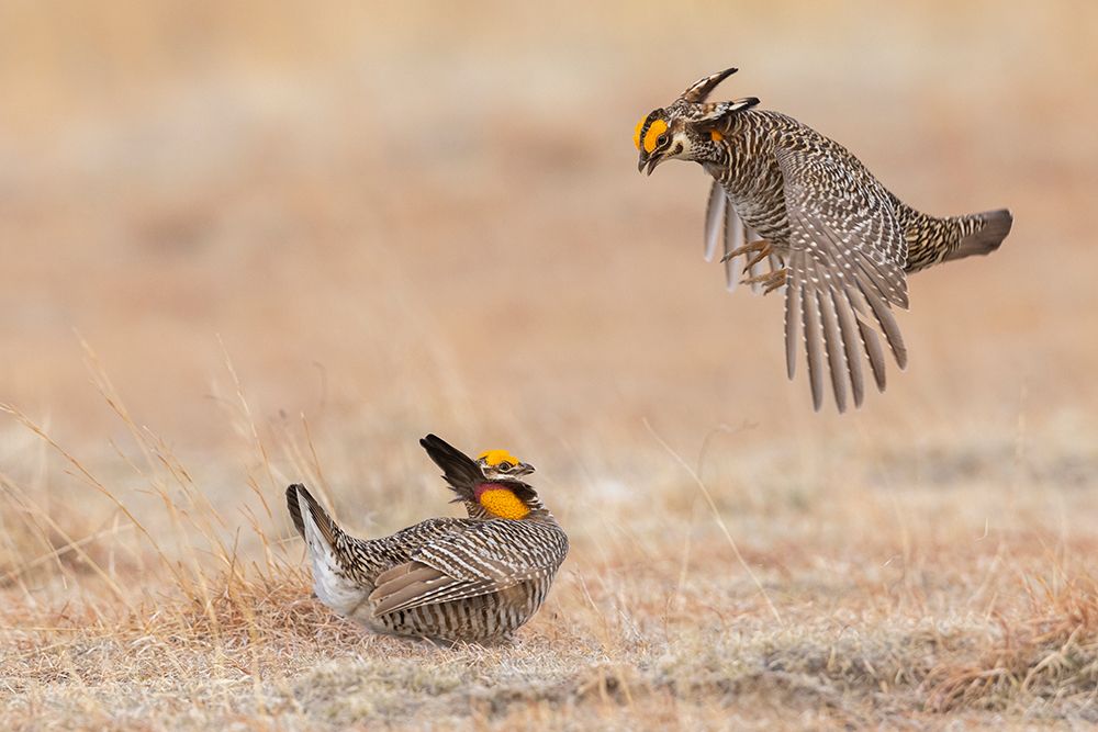 Greater prairie chickens-dominance dispute art print by Ken Archer for $57.95 CAD