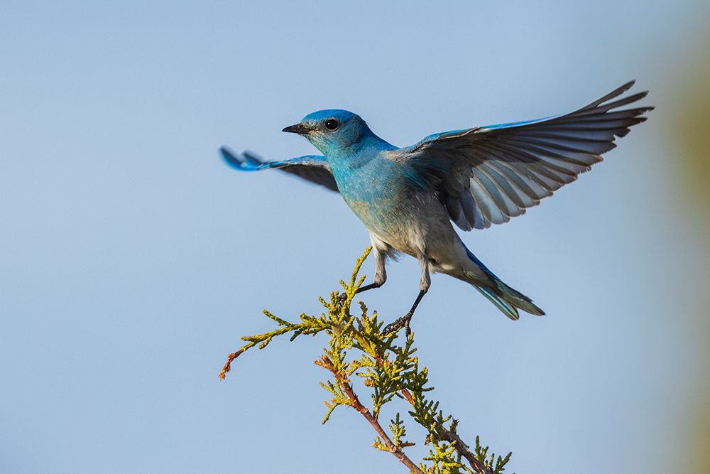 Mountain bluebird alighting art print by Ken Archer for $57.95 CAD