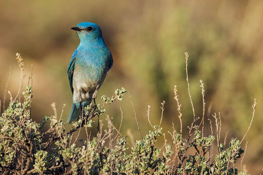 Male mountain bluebird art print by Ken Archer for $57.95 CAD