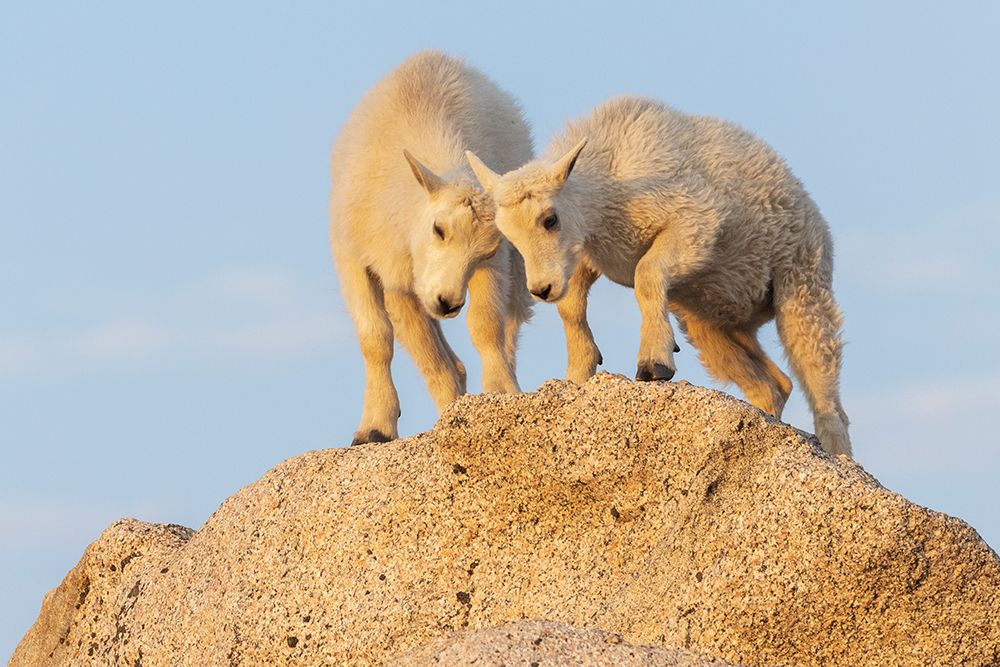 Mountain goat kids playing art print by Ken Archer for $57.95 CAD