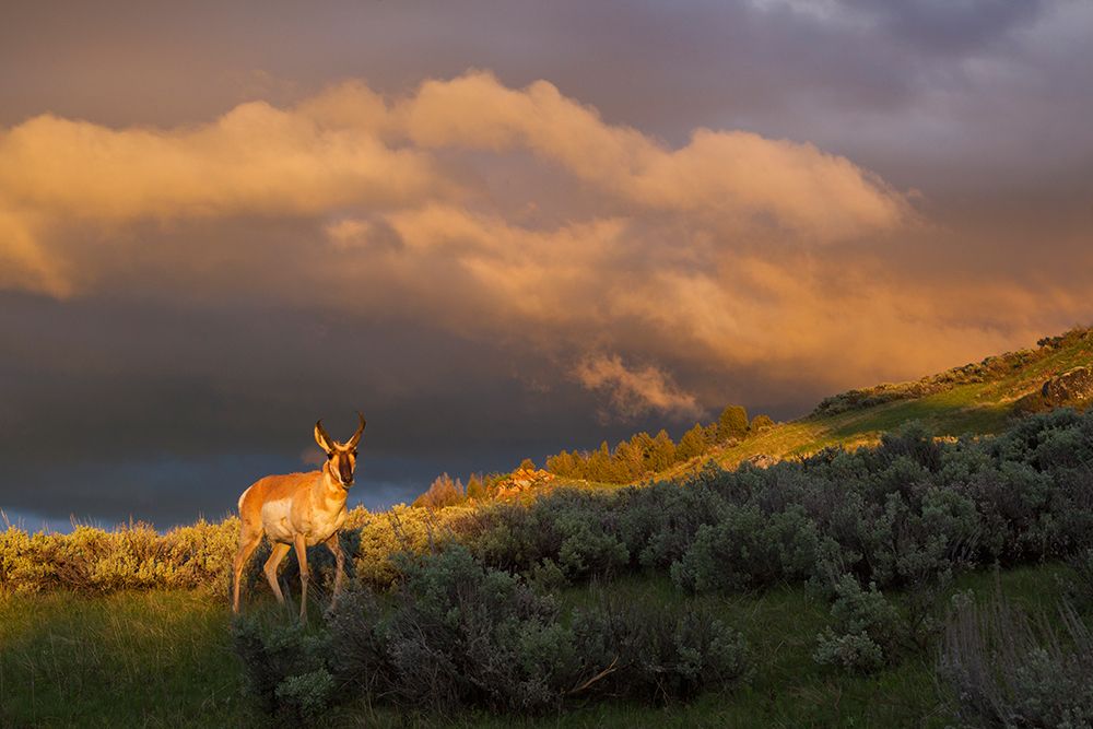 Pronghorn-clearing thunderstorm art print by Ken Archer for $57.95 CAD