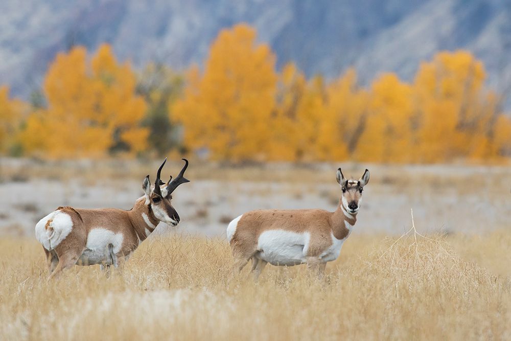 Pronghorn pair art print by Ken Archer for $57.95 CAD