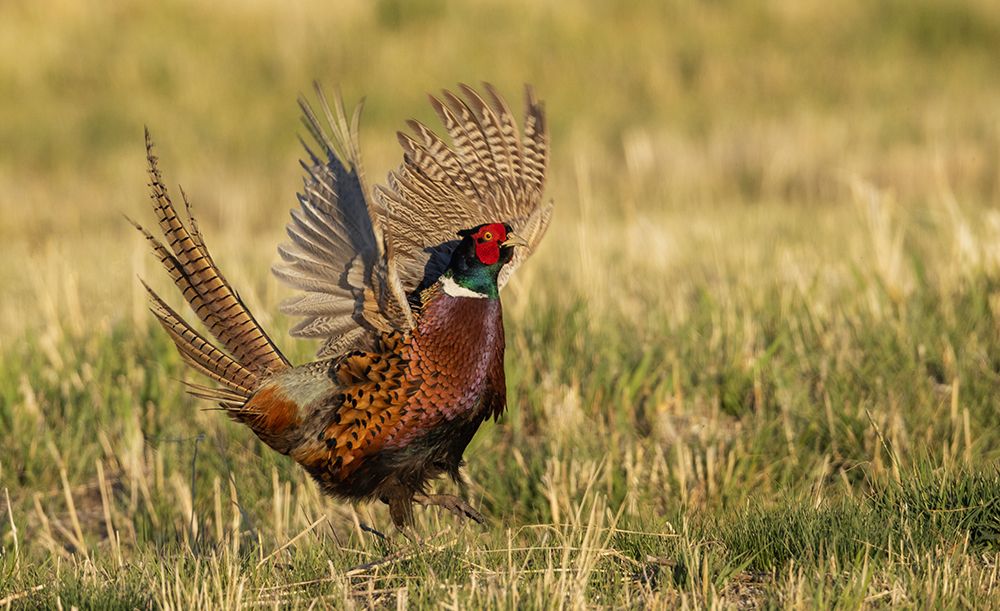 Ring-necked pheasant-courtship display art print by Ken Archer for $57.95 CAD