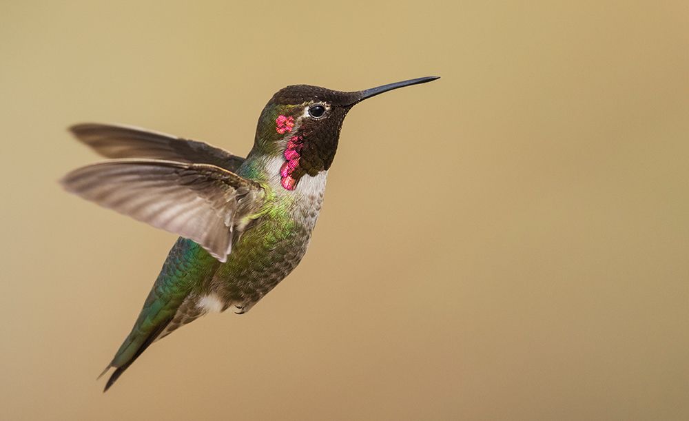 Male annas hummingbird art print by Ken Archer for $57.95 CAD