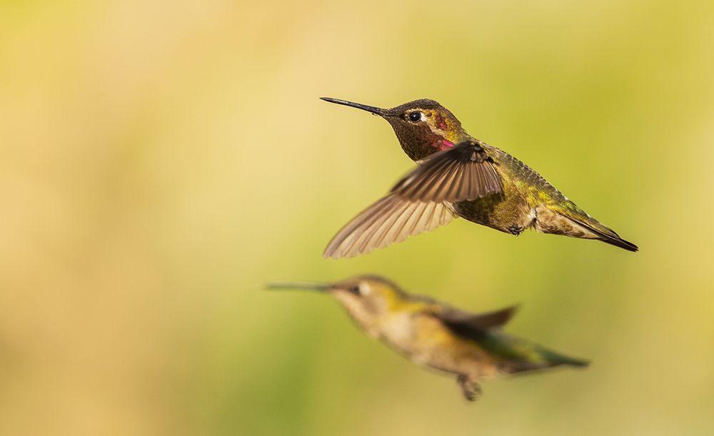 Annas hummingbird pair art print by Ken Archer for $57.95 CAD