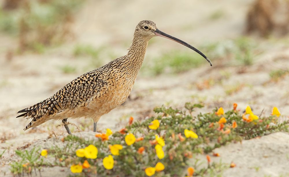 Long-billed curlew at the beach art print by Ken Archer for $57.95 CAD