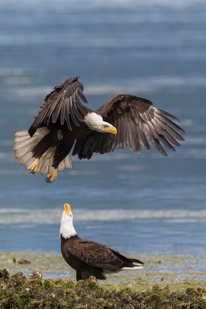 USA-Washington State Hood Canal-bald eagle flyby art print by Ken Archer for $57.95 CAD