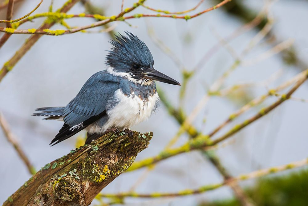Canada-British Columbia-Boundary Bay-belted kingfisher-winter fishing art print by Ken Archer for $57.95 CAD