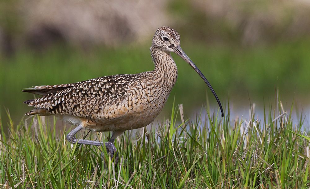 USA-Montana-long-billed curlew foraging art print by Ken Archer for $57.95 CAD