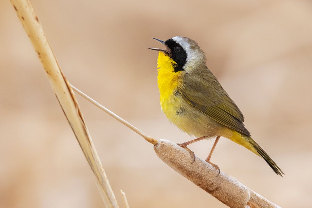 Common yellowthroat art print by Ken Archer for $57.95 CAD