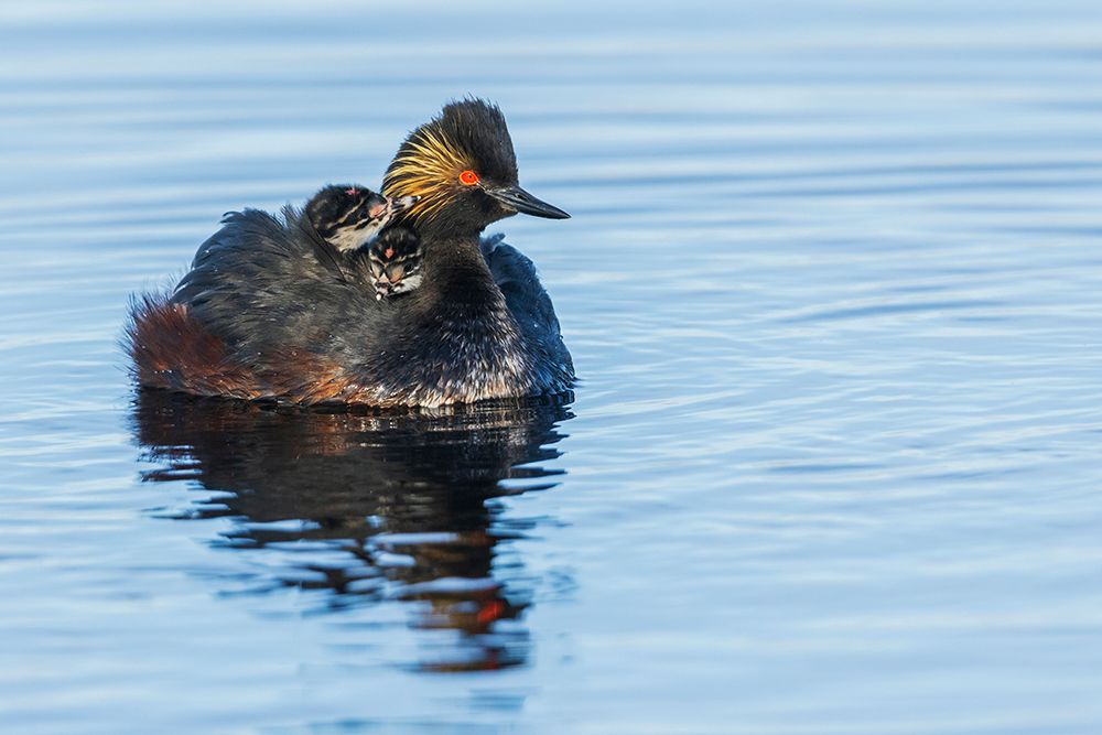 USA-Colorado-North Park-eared grebe with chicks art print by Ken Archer for $57.95 CAD
