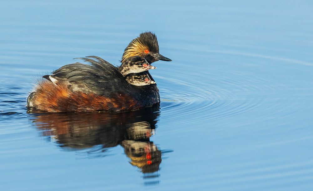 Eared grebe parent giving chicks a ride, USA-Colorado art print by Ken Archer for $57.95 CAD