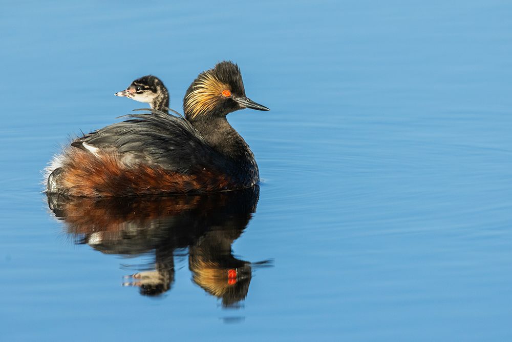 Eared grebe parent giving chicks a ride, USA-Colorado art print by Ken Archer for $57.95 CAD