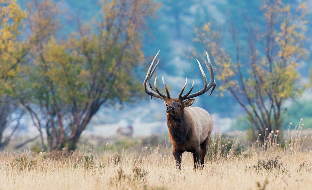 Colorado bull elk in Autumn mountain meadow-USA art print by Ken Archer for $57.95 CAD