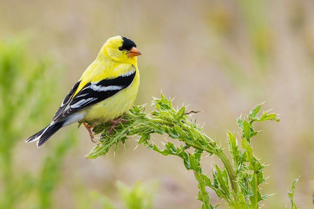 American goldfinch atop thistle buds-USA-Washington State art print by Ken Archer for $57.95 CAD