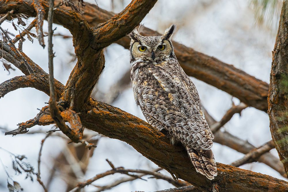 USA-Oregon-Malheur National Wildlife Refuge-great horned owl looking back art print by Ken Archer for $57.95 CAD