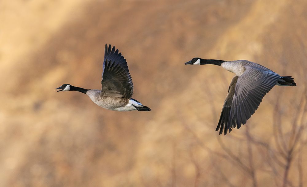 USA-Idaho-Snake River Canyon-Canada geese pair flying art print by Ken Archer for $57.95 CAD