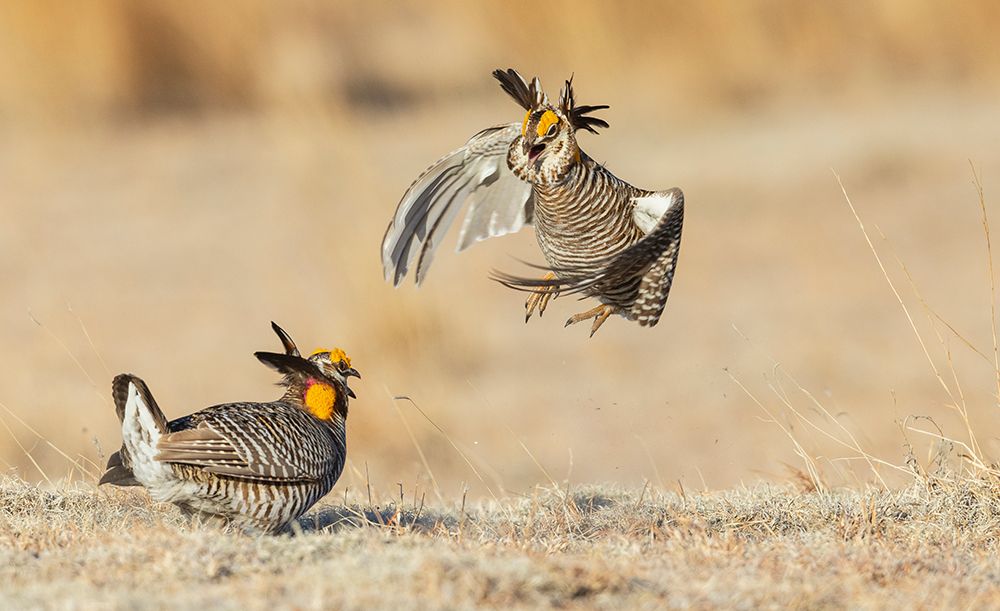 Greater prairie chickens-territorial dispute-eastern Colorado plains-USA art print by Ken Archer for $57.95 CAD