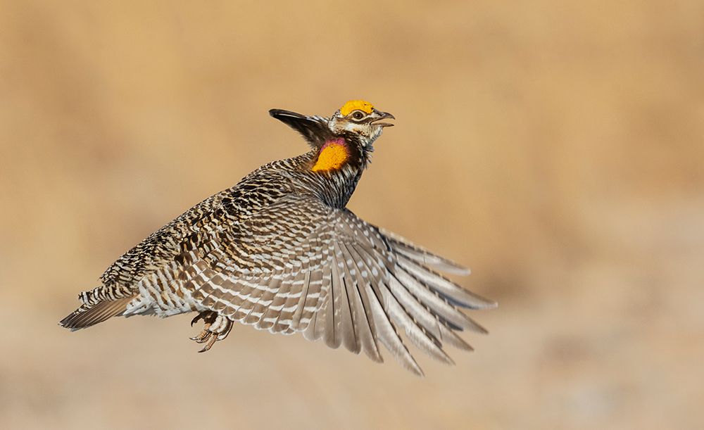 Greater prairie chicken flying-eastern Colorado plains-USA art print by Ken Archer for $57.95 CAD