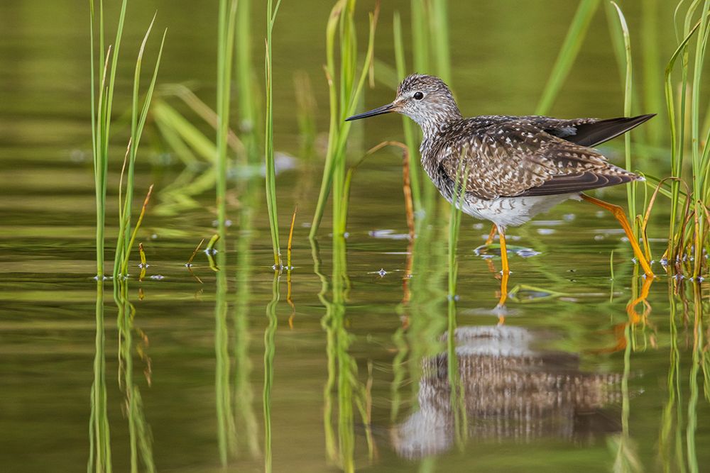 Greater yellowlegs stretching art print by Ken Archer for $57.95 CAD