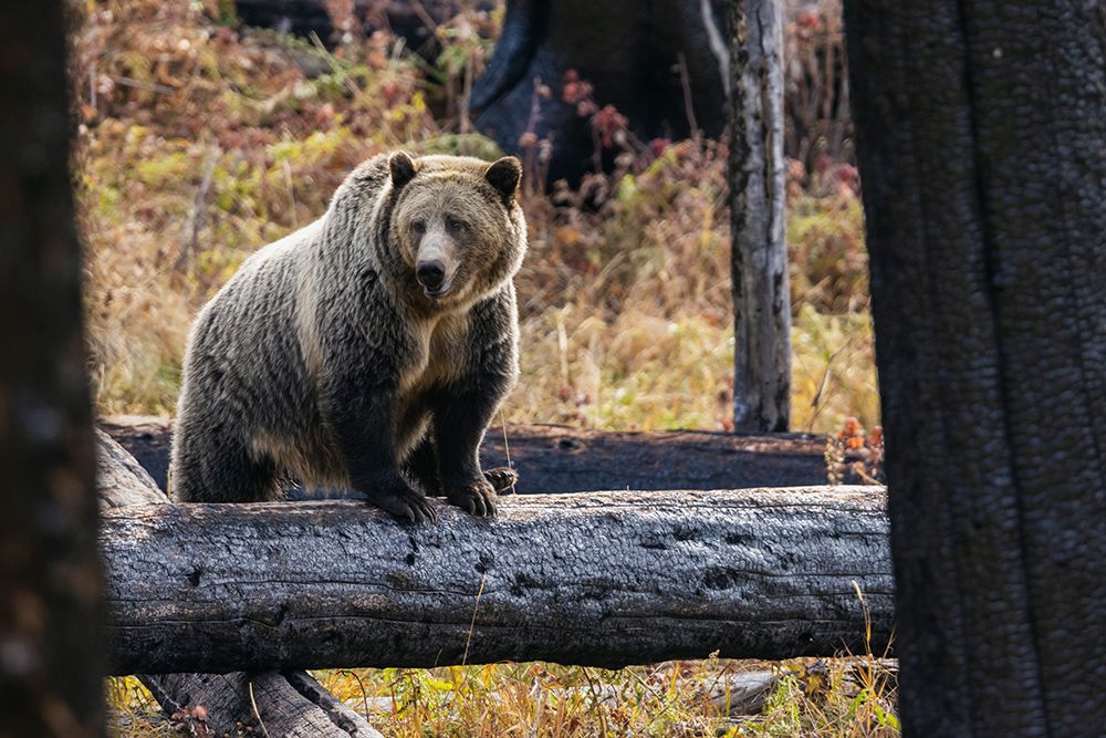 Grizzly bear (sow) art print by Ken Archer for $57.95 CAD