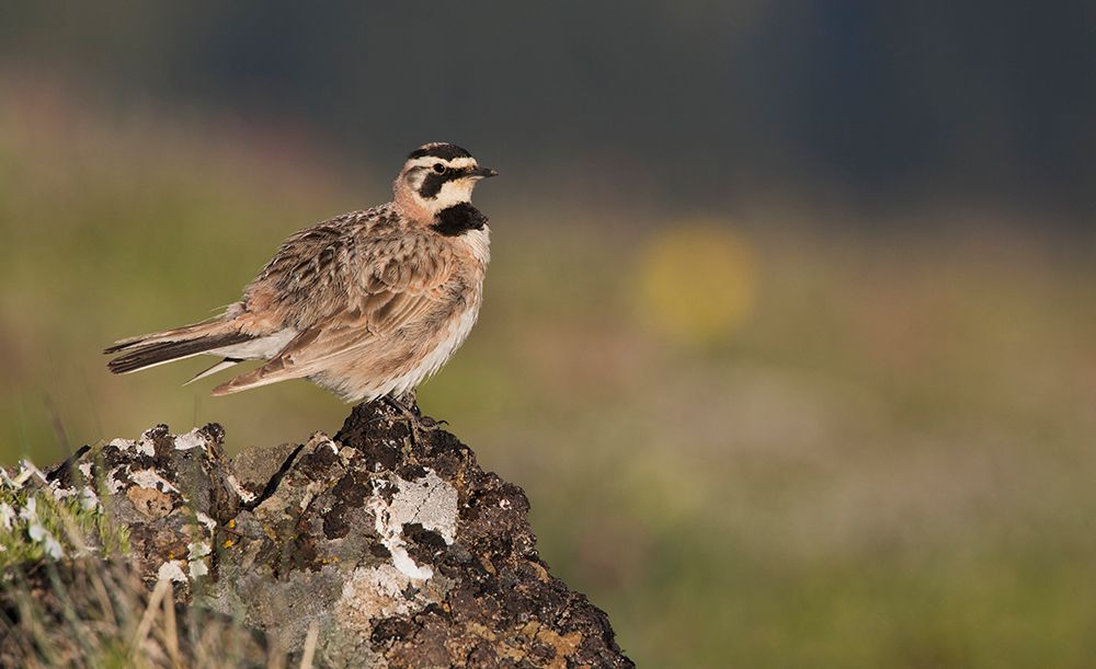 Horned lark on the lookout-alpine habitat-Washington State-USA art print by Ken Archer for $57.95 CAD