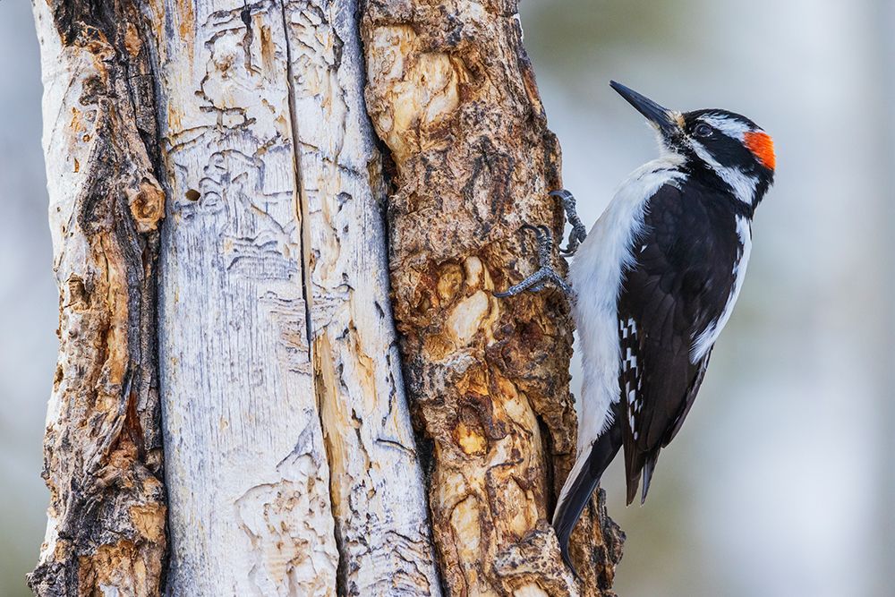 Hairy woodpecker art print by Ken Archer for $57.95 CAD