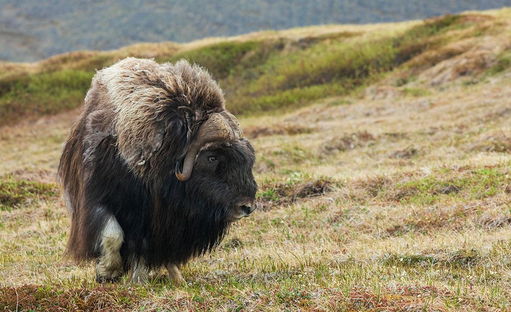 Musk ox-Arctic tundra art print by Ken Archer for $57.95 CAD