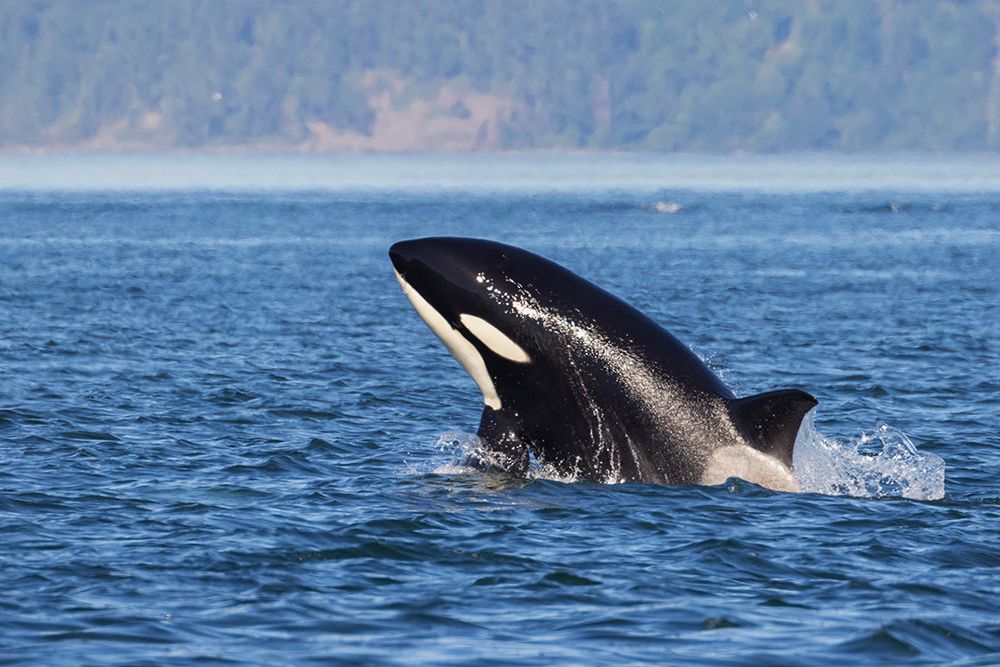 Orca breaching art print by Ken Archer for $57.95 CAD