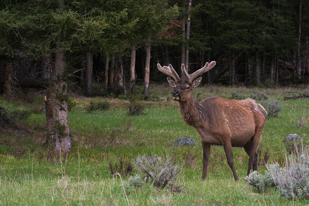 Rocky Mountain bull elk art print by Ken Archer for $57.95 CAD