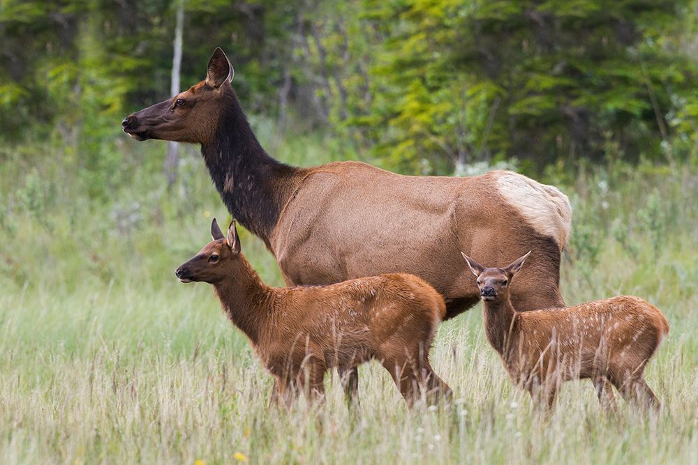 Cow elk with twin calves-Canadian Rockies-Alberta-Canada art print by Ken Archer for $57.95 CAD