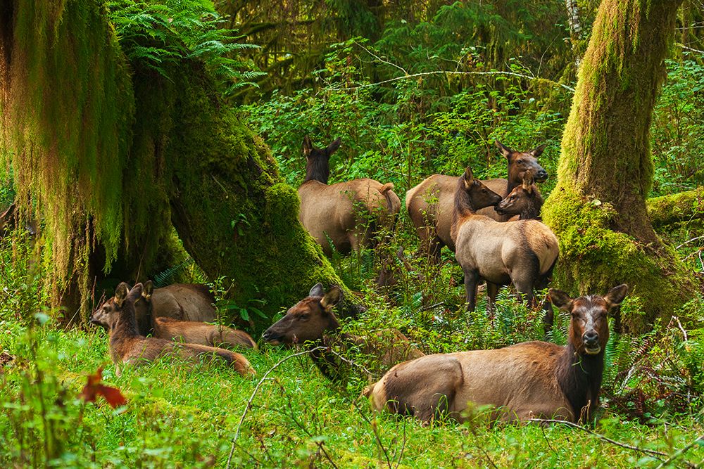 Roosevelt elk resting in the rainforest-Olympic Peninsula-Washington State-USA art print by Ken Archer for $57.95 CAD