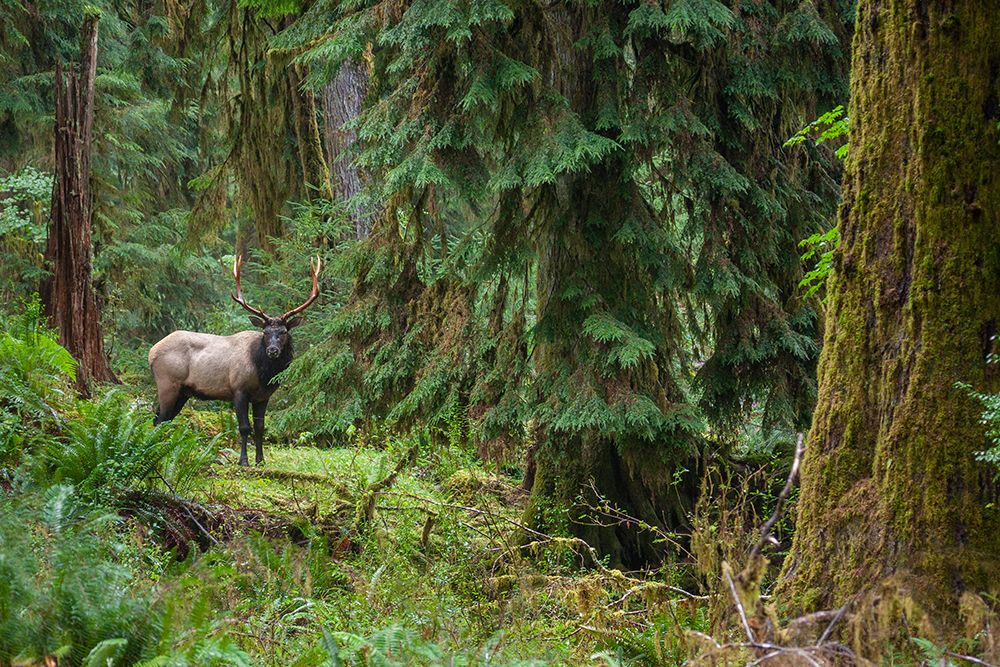 Roosevelt bull elk-Pacific Northwest rainforest art print by Ken Archer for $57.95 CAD