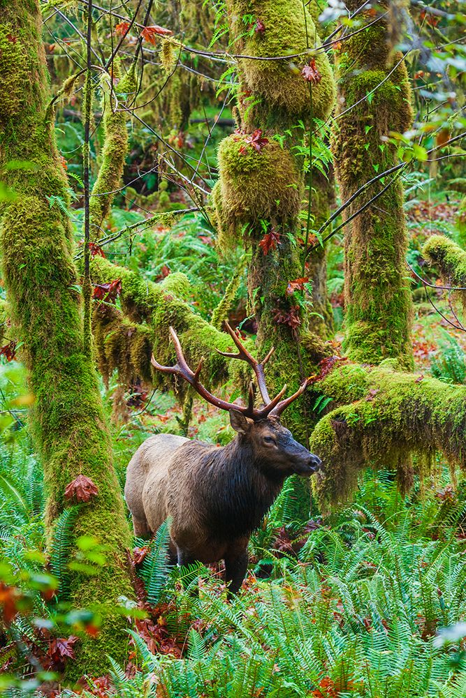 Roosevelt bull elk-USA-Washington State Olympic National Park art print by Ken Archer for $57.95 CAD