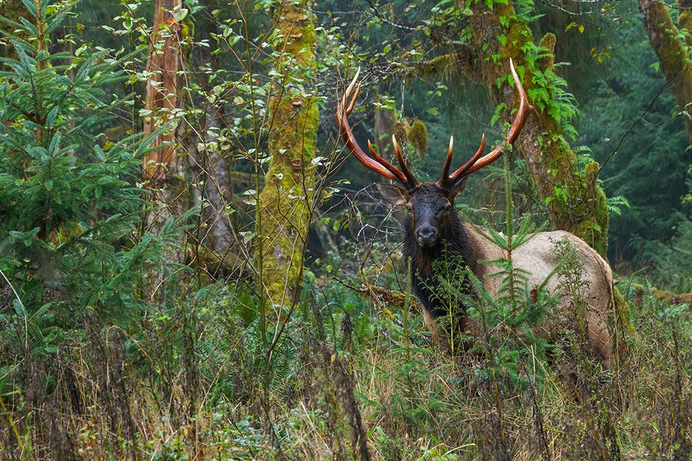 Roosevelt bull elk-Pacific Northwest rainforest art print by Ken Archer for $57.95 CAD