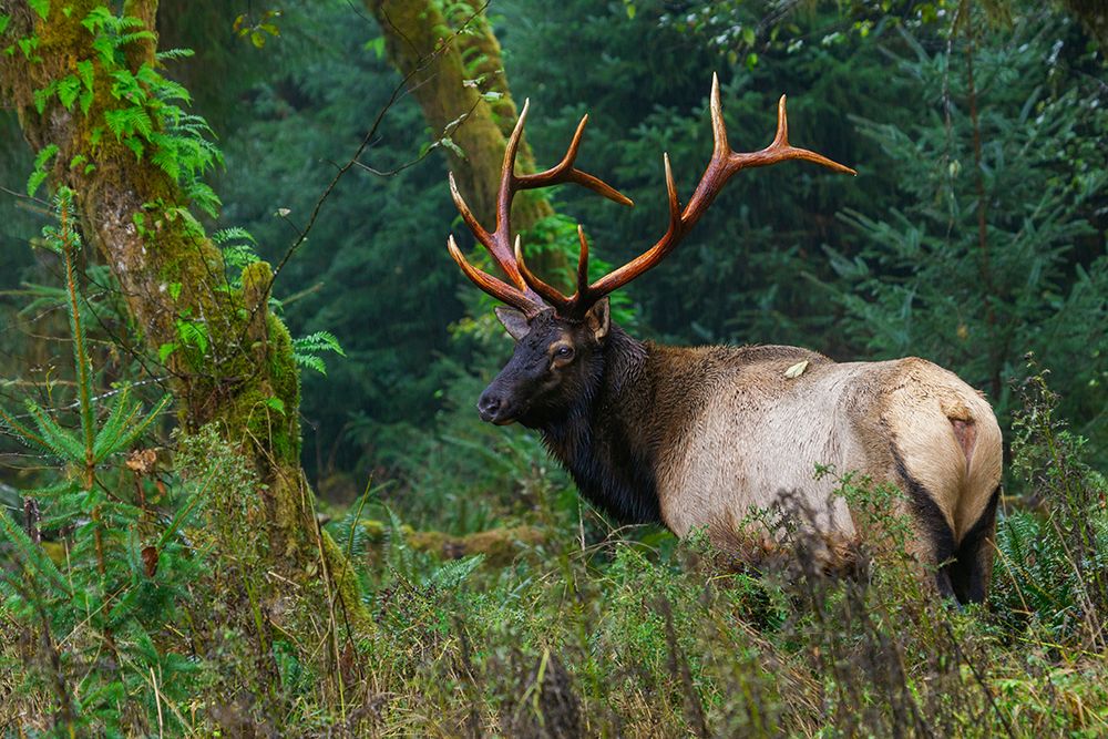 Roosevelt bull elk-Pacific Northwest rainforest art print by Ken Archer for $57.95 CAD