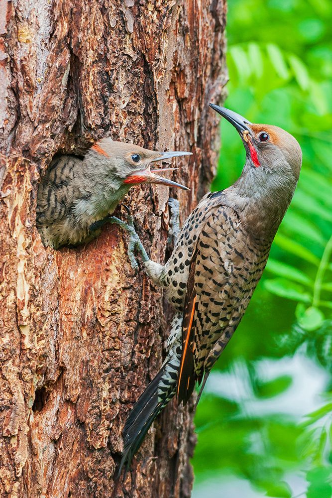 Red-shafted flicker feeding its chick-Montana-USA art print by Ken Archer for $57.95 CAD