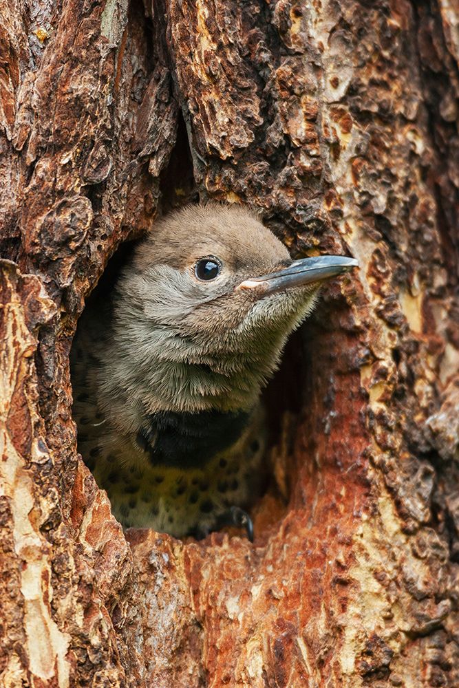Red-shafted flicker chick on the lookout for a parent-Montana-USA art print by Ken Archer for $57.95 CAD