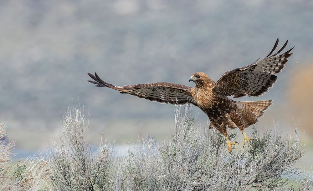 Red-tailed hawk flying-Colorado-USA art print by Ken Archer for $57.95 CAD