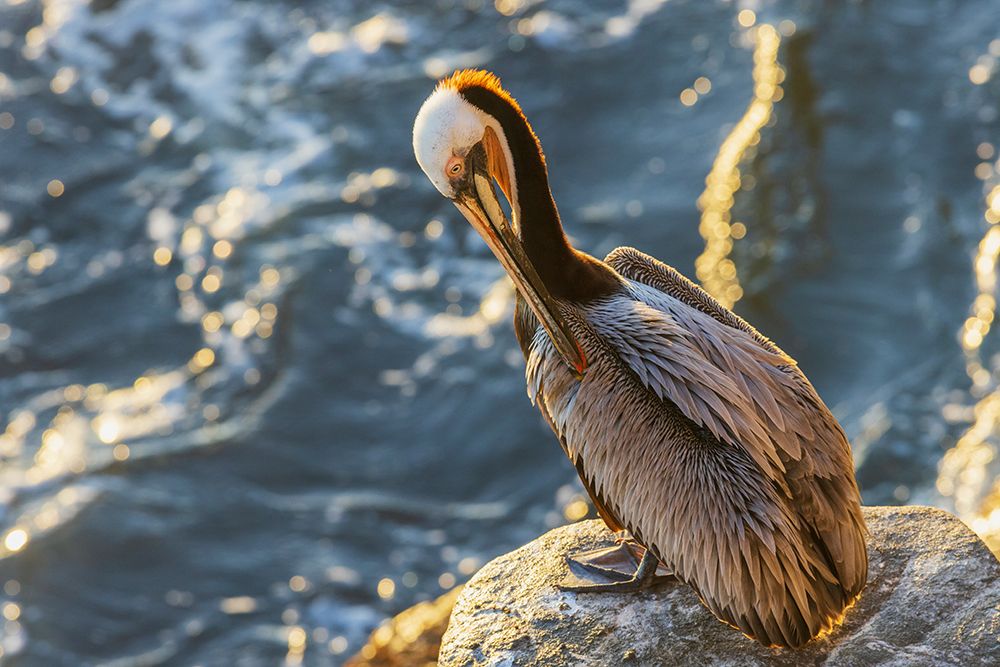 Brown pelican-morning preening-Southern California coast-USA art print by Ken Archer for $57.95 CAD
