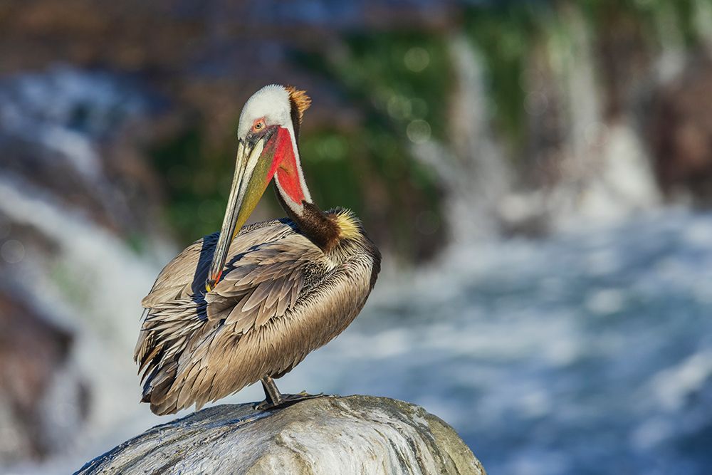 Brown pelican-preening session art print by Ken Archer for $57.95 CAD