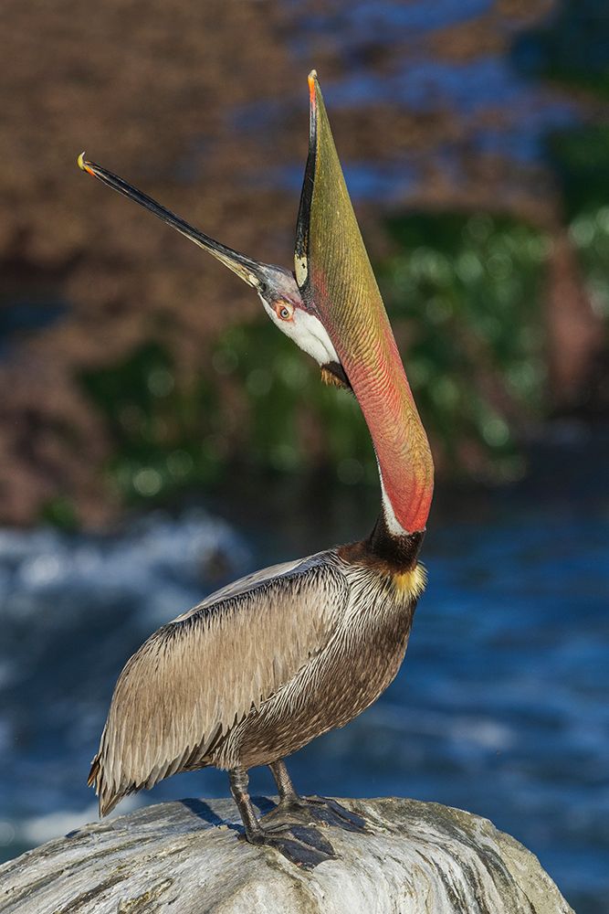 Brown pelican-head throw communication-Southern California Coast-USA art print by Ken Archer for $57.95 CAD