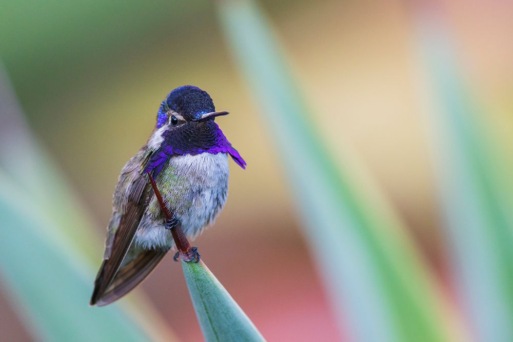 USA-Southern California-Poway-Costas hummingbird-perched on a yucca art print by Ken Archer for $57.95 CAD