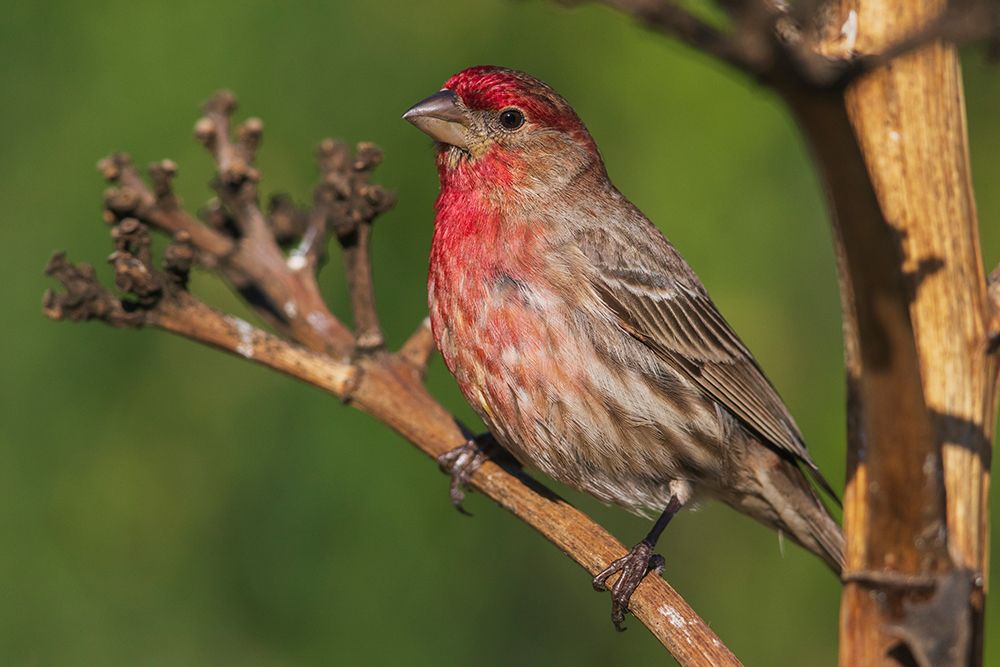 House finch-Southern California-USA art print by Ken Archer for $57.95 CAD