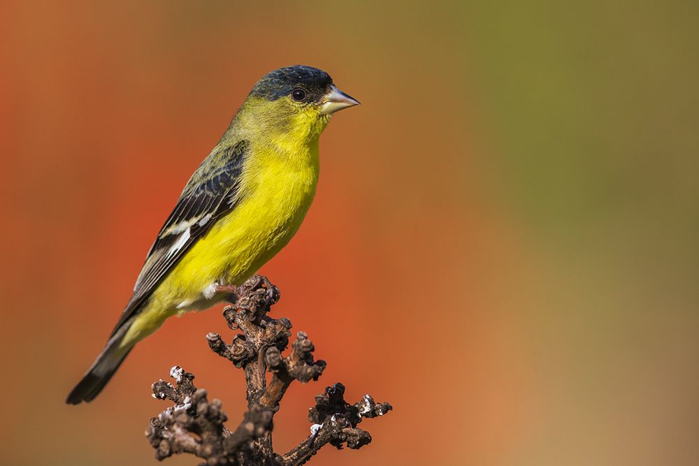 Lesser goldfinch posing on cactus stem-Southern California-USA art print by Ken Archer for $57.95 CAD